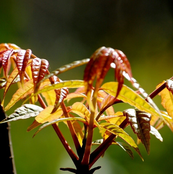 121681260670457005.jpg 1681260633491.jpg